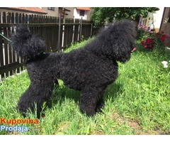 Velika PUDLA - crni muzjak - Fotografija 9/10