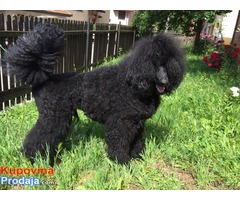 Velika PUDLA - crni muzjak - Fotografija 10/10