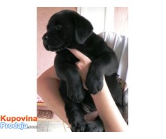 Crne zenkice LABRADORA - izuzetnog porekla - Fotografija 5/7