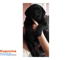 Crne zenkice LABRADORA - izuzetnog porekla - Fotografija 6/7