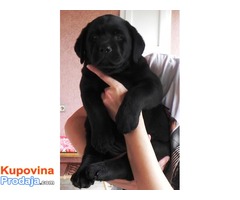 Crne zenkice LABRADORA - izuzetnog porekla - Fotografija 7/7