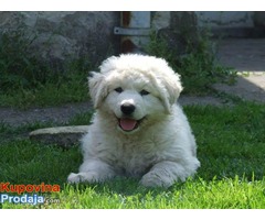 Stenad KUVASA - vrhunskog kvaliteta