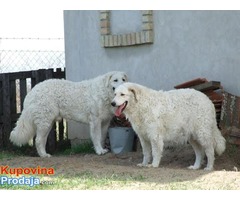 Stenad KUVASA - vrhunskog kvaliteta