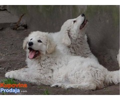 Stenad KUVASA - vrhunskog kvaliteta