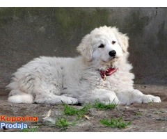 Stenad KUVASA - vrhunskog kvaliteta - Fotografija 4/6