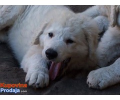 Stenad KUVASA - vrhunskog kvaliteta - Fotografija 5/6