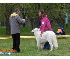 Stenad KUVASA - vrhunskog kvaliteta - Fotografija 6/6