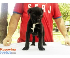 Cane Corso štenci na prodaju - Fotografija 3/5