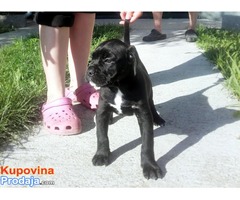 Cane Corso štenci na prodaju - Fotografija 4/5