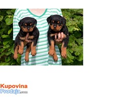 Prodajem stence rotvajlera sampionskog porekla - Fotografija 2/2
