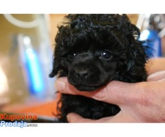 Prodajem prelepe stence patuljaste pudle