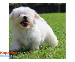 HAVANSKI BICHONI - vrhunsko leglo