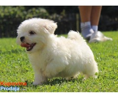 HAVANSKI BICHONI - vrhunsko leglo