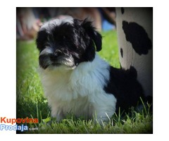 HAVANSKI BICHONI - vrhunsko leglo