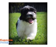 HAVANSKI BICHONI - vrhunsko leglo - Fotografija 4/5