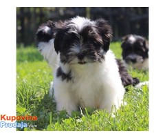 HAVANSKI BICHONI - vrhunsko leglo - Fotografija 5/5