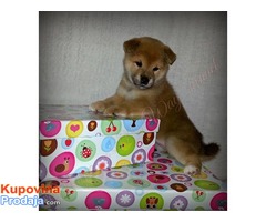 SHIBA INU - zensko stene vrhunskog porekla