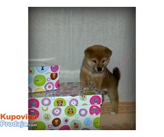 SHIBA INU - zensko stene vrhunskog porekla