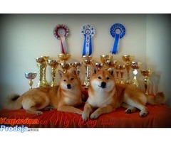SHIBA INU - zensko stene vrhunskog porekla - Fotografija 4/4