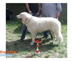 Stenad KUVASA sampionskog porekla