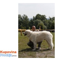 Stenad KUVASA sampionskog porekla