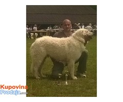 Stenad KUVASA sampionskog porekla - Fotografija 4/4