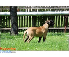 Bullmastiff zenkica na prodaju
