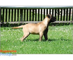 Bullmastiff zenkica na prodaju