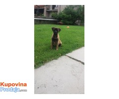 Bullmastiff zenkica na prodaju