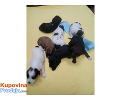 TIBETSKI TERIJER stenci - vrhunsko leglo