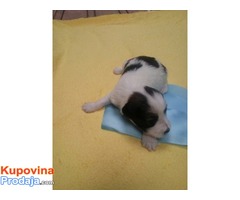 TIBETSKI TERIJER stenci - vrhunsko leglo - Fotografija 4/8