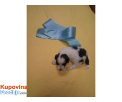 TIBETSKI TERIJER stenci - vrhunsko leglo - Fotografija 5/8