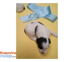 TIBETSKI TERIJER stenci - vrhunsko leglo - Fotografija 6/8