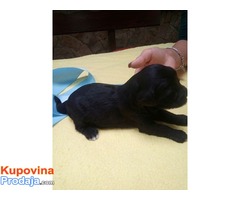 TIBETSKI TERIJER stenci - vrhunsko leglo - Fotografija 7/8