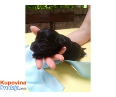 TIBETSKI TERIJER stenci - vrhunsko leglo - Fotografija 8/8