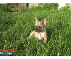 Francuski Buldog  - stene