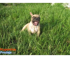 Francuski Buldog  - stene