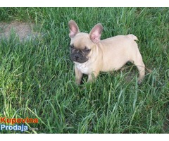 Francuski Buldog  - stene