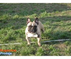 Francuski Buldog  - stene - Fotografija 5/5