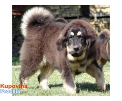 TIBETSKI MASTIFF - stenci vrhunskog porekla