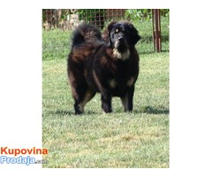 TIBETSKI MASTIFF - stenci vrhunskog porekla