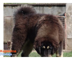 TIBETSKI MASTIFF - stenci vrhunskog porekla