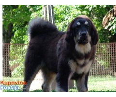TIBETSKI MASTIFF - stenci vrhunskog porekla - Fotografija 4/10