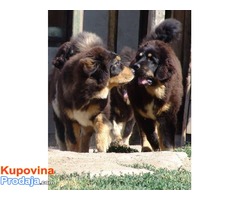 TIBETSKI MASTIFF - stenci vrhunskog porekla - Fotografija 5/10