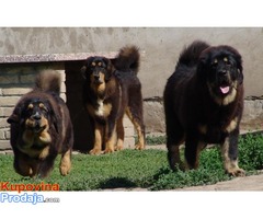 TIBETSKI MASTIFF - stenci vrhunskog porekla - Fotografija 6/10
