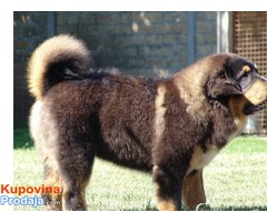 TIBETSKI MASTIFF - stenci vrhunskog porekla - Fotografija 7/10