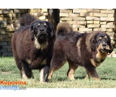 TIBETSKI MASTIFF - stenci vrhunskog porekla - Fotografija 8/10