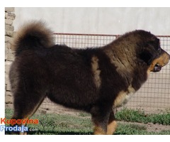 TIBETSKI MASTIFF - stenci vrhunskog porekla - Fotografija 9/10
