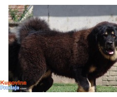 TIBETSKI MASTIFF - stenci vrhunskog porekla - Fotografija 10/10