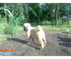 KANGAL - stenci od vrhunskih roditelja